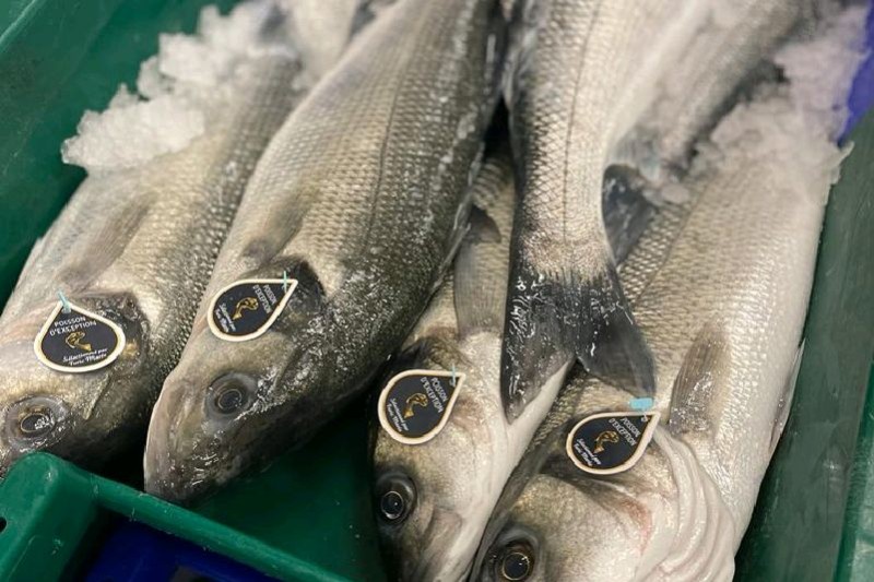 BRANZINO DI AMO 4+