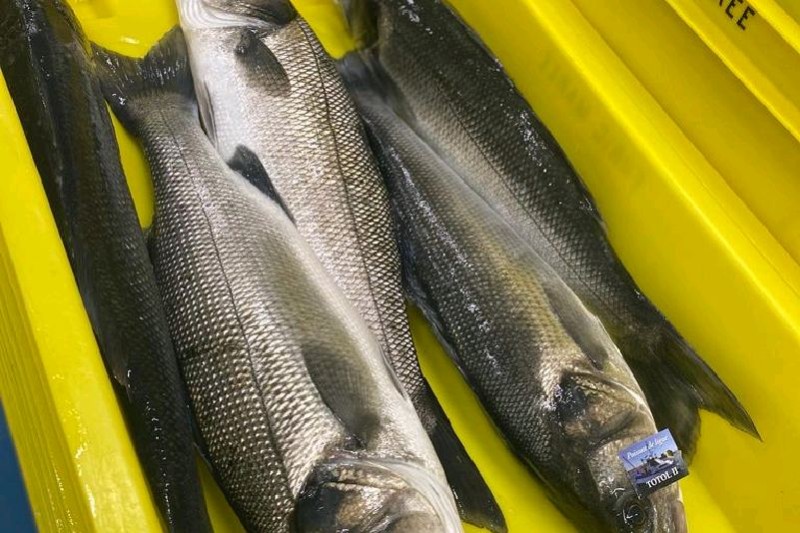 SEABASS LINE CAUGHT 800/1