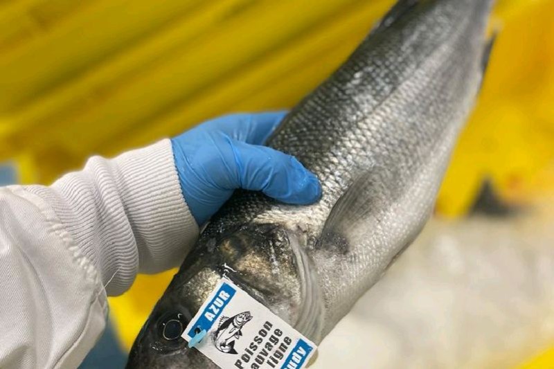 SEABASS LINE-CAUGHT 3+